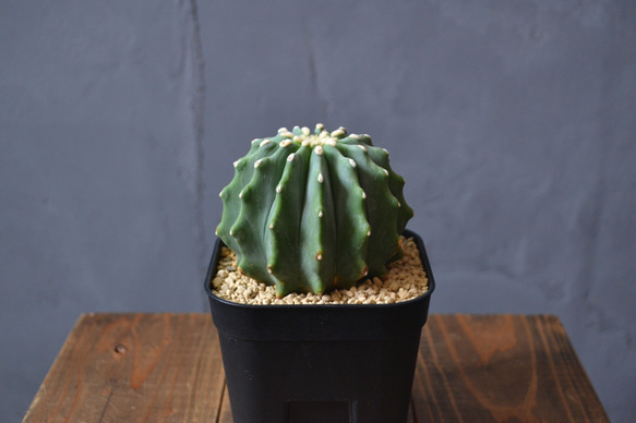 刺無王冠竜 サボテン/フェロカクタス/実生 多肉植物 0310hachi 通販