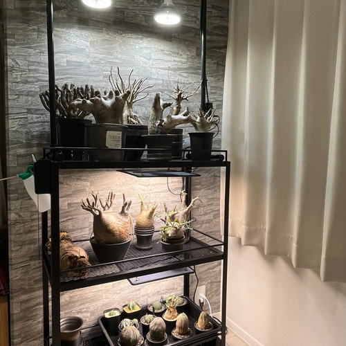 ☆送料込み☆アイアン植物棚 ボタニカルシェルフ3段タイプ アガベ