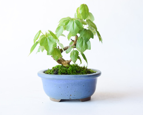 ac3d934e738d99b1b333cdf38f5fd8