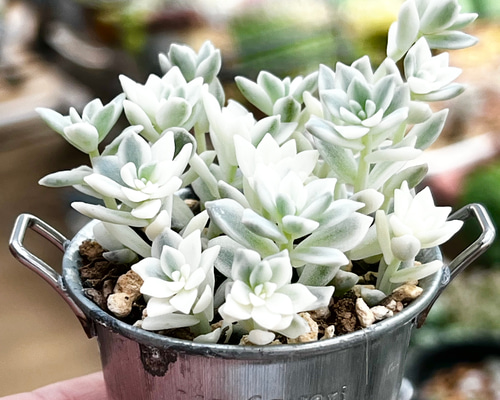 b94c97483262056525bfa5815d1eda