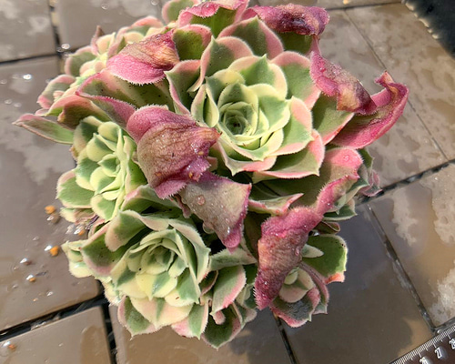 農園直売 多肉植物 寄せ植え アエオニウム属 白鳳錦 （群）観葉植物