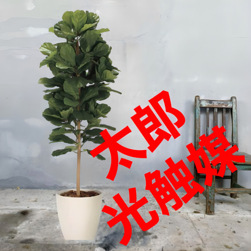 光触媒 人工観葉植物 フェイクグリーン DXカシワバゴム1.8maj その他