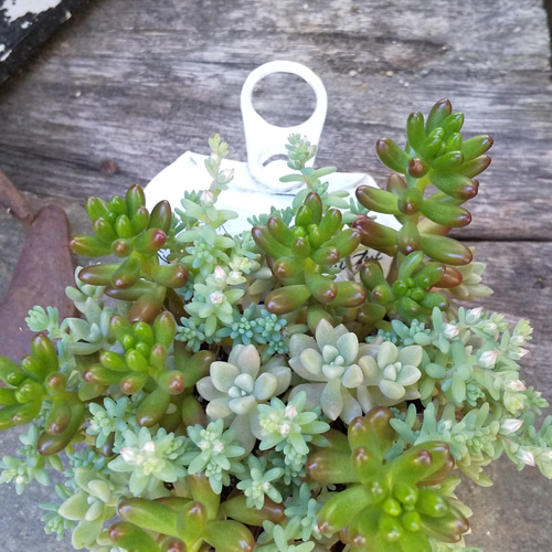 多肉植物 虹の玉と姫秀麗の寄せ植え 多肉植物 ミクロ 通販 17771646