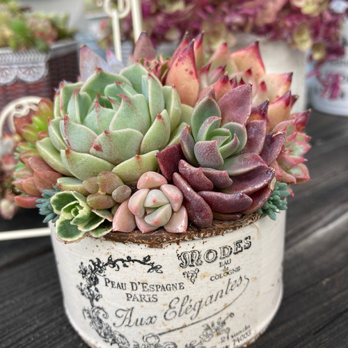多肉植物寄せ植え そのまま飾れる ブーケ寄せ 多肉植物 midorin 通販