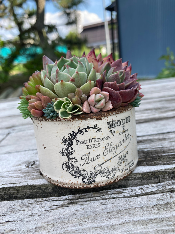 多肉植物寄せ植え そのまま飾れる ブーケ寄せ 多肉植物 midorin 通販