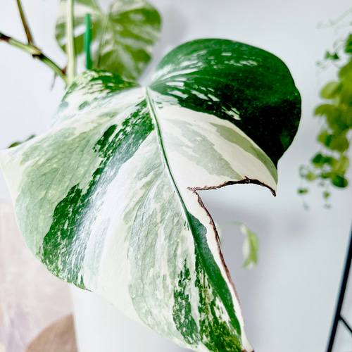 希少】605. 極斑入り モンステラ ホワイトタイガー 観葉植物 多肉植物