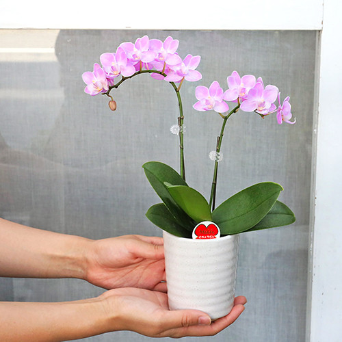 鉢花 ミニ 胡蝶蘭 コチョウラン リアン 2本立 陶器ポット