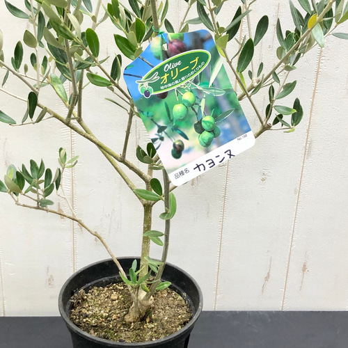 珍しい品種 オリーブの木 カヨンヌ その他インテリア雑貨 PLANTS SHOP