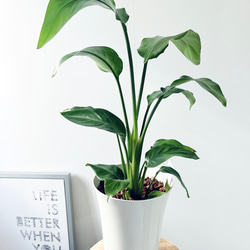 ba471441dd065dc11c8d8aa5b84515