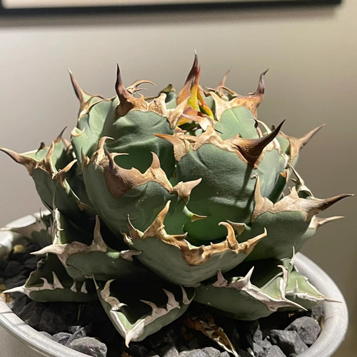 1厳選中株 アガベ チタノタ 姫厳竜 濃黒棘 肉厚 大甲蓋 強鋸歯 狂刺