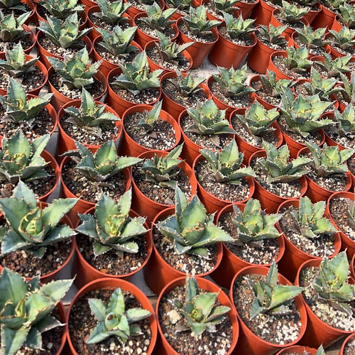 1厳選中株 アガベ チタノタ 姫厳竜 濃黒棘 肉厚 大甲蓋 強鋸歯 狂刺