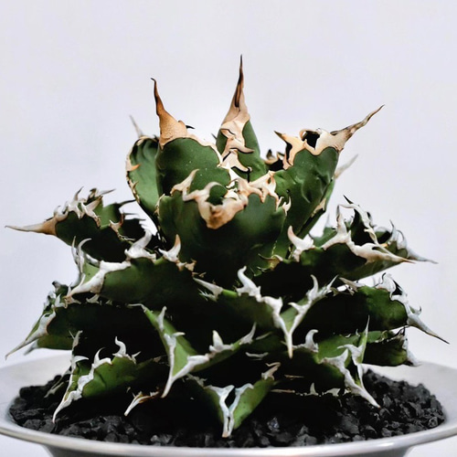 2厳選極上中株 アガベ チタノタ 狂刺夕映 極上強棘 強鋸歯 狂刺刺し