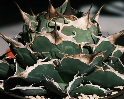 1特選子株 アガベ チタノタ 黒豹（ダイヤモンド） 大甲蓋 狂強刺し