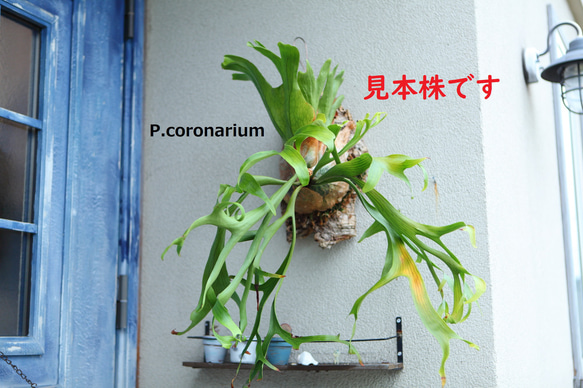 P.coronarium】 ビカクシダ コロナリウム No345 多肉植物 匠かけつぎ