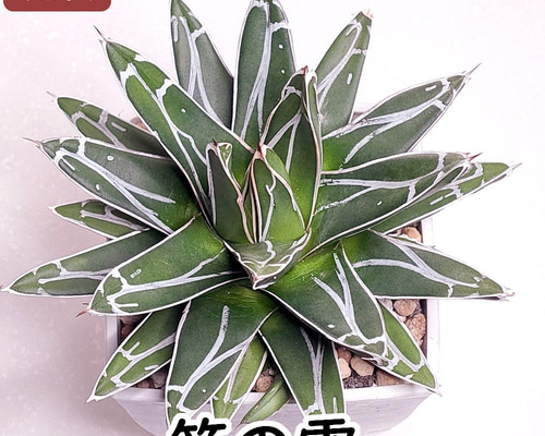 笹の雪 (子株付き)【アガベ 多肉植物】(3) 多肉植物 エケベリアSKETCH