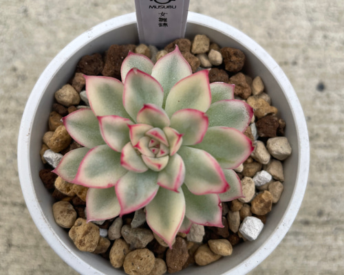 c22be9b0678073892a5cc6b1a7b50d