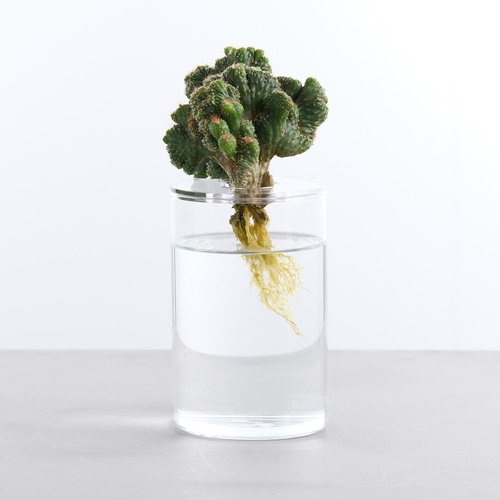 サボテン・多肉植物の水栽培専用ポット】Plant vase 一輪挿し・花瓶