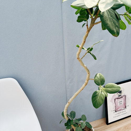 現品］18番 フィカス ベンガレンシス 曲がり 8号 観葉植物 室内 大型