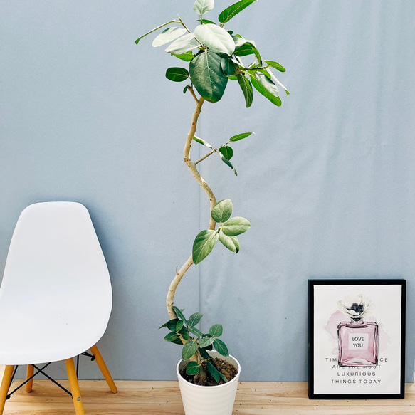 現品］18番 フィカス ベンガレンシス 曲がり 8号 観葉植物 室内 大型