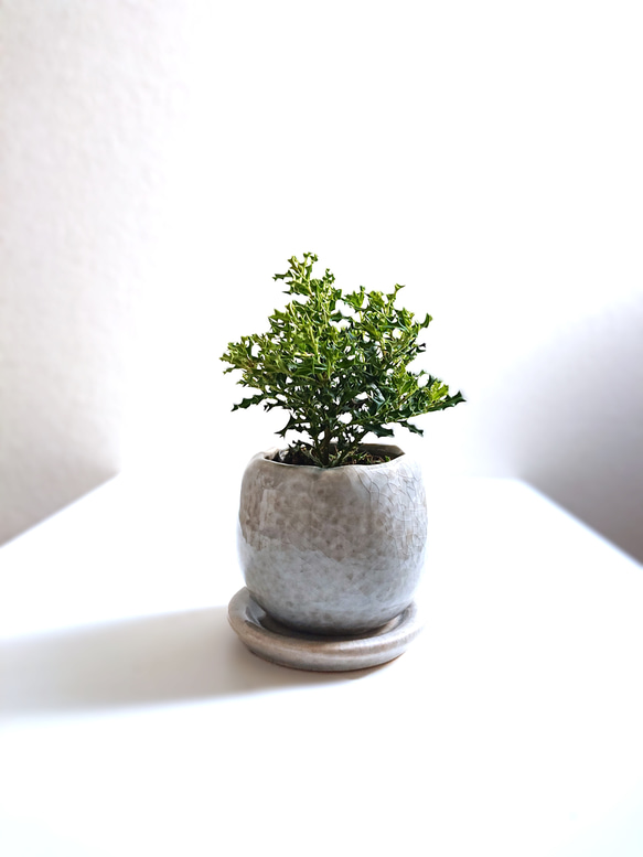 ☆数量限定☆新作☆ ちいさなヒイラギの木 ”ヒメヒイラギ 彩ラウンド