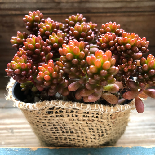 レッドベリー♡希少品種♡多肉植物♡セダム♡もりもり アートフラワー