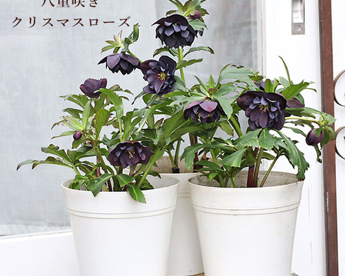 現品販売 鉢花 八重咲き クリスマスローズ 黒系 開花株 5号ポット