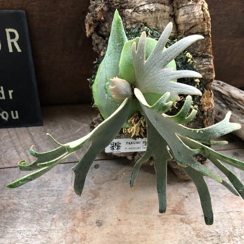 ジェイドガール♡ビカクシダ♡ P. willinckii 'Jade Girl' sporeling