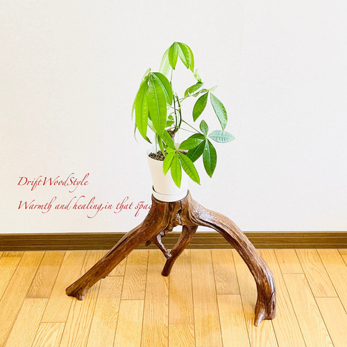 流木インテリア 芸術的に伸びる木の根が美しい流木 スタンド 植物や