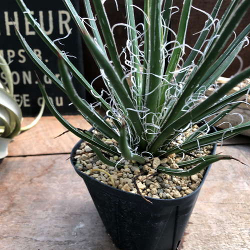 アガベ♡ジェミニフローラ♡多肉植物♡インテリア アートフラワー パリ