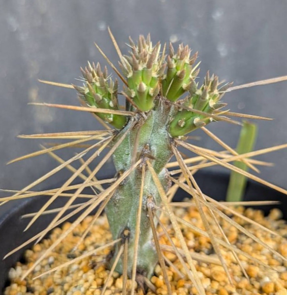 サボテンコレクション・キリンドロオプンチア属・ダビシーinわけけのお