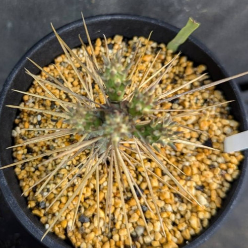 サボテンコレクション・キリンドロオプンチア属・ダビシーinわけけのお