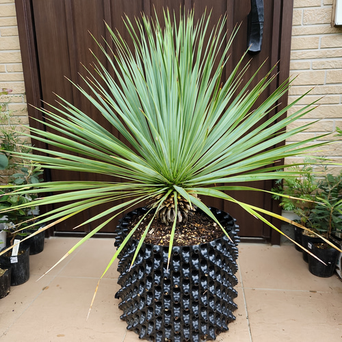 大株 ユッカロストラータ エアーポット鉢植え 苗 ロックガーデン