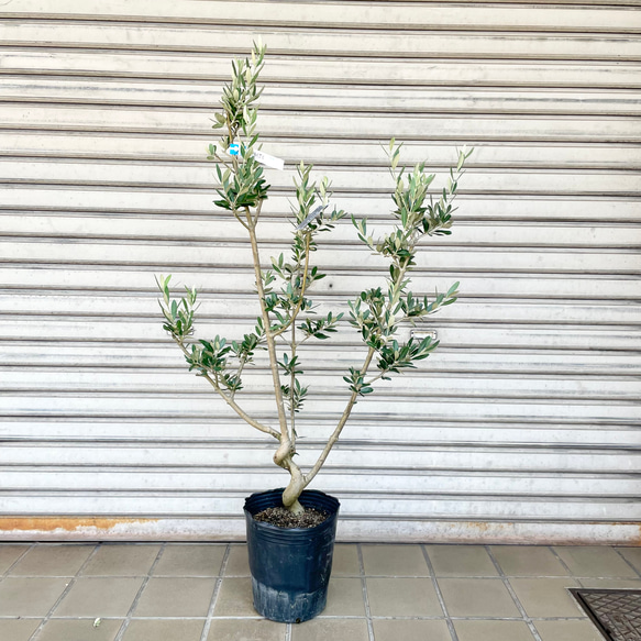 珍しい品種 オリーブの木 モライオロ その他インテリア雑貨 PLANTS