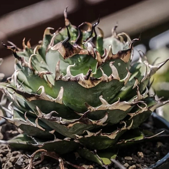 1特厳選 アガベ チタノタ ハデス 黒帝斯 Agave titanota Hades 恐竜牙