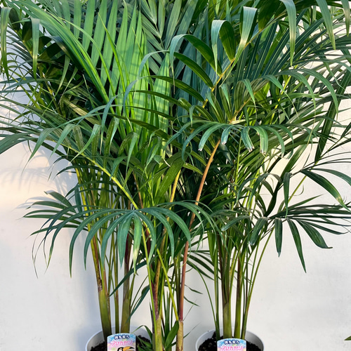 アレカヤシ＊南国の雰囲気＊インテリアグリーン＊観葉植物 アート