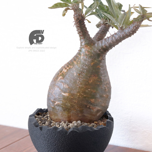 塊根植物 鉢 植木鉢 Adv-024-L (140×84) おしゃれ 多肉 塊根 黒 室内