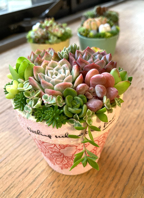 おススメ》《現物》《1点》寄せ植え 多肉植物寄植え 素焼き鉢
