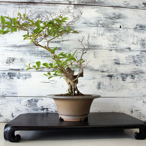 盆栽 『サルスベリ』 花 和風 インテリア 園芸 ガーデニング オブジェ