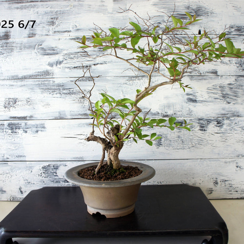 盆栽 『サルスベリ』 花 和風 インテリア 園芸 ガーデニング オブジェ