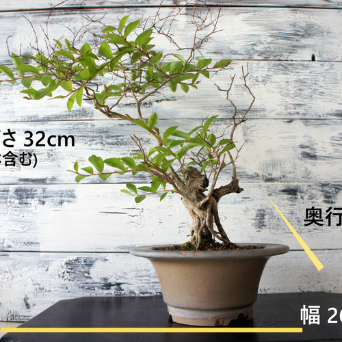 盆栽 『サルスベリ』 花 和風 インテリア 園芸 ガーデニング オブジェ