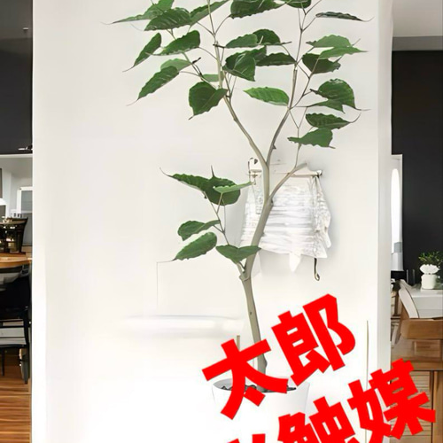 光触媒 人工観葉植物 ウォールグリーン フェイクグリーン インド