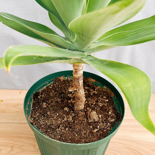 現品］【希少】12番 アガベ アテナータ 斑入り カラズストライプ 観葉