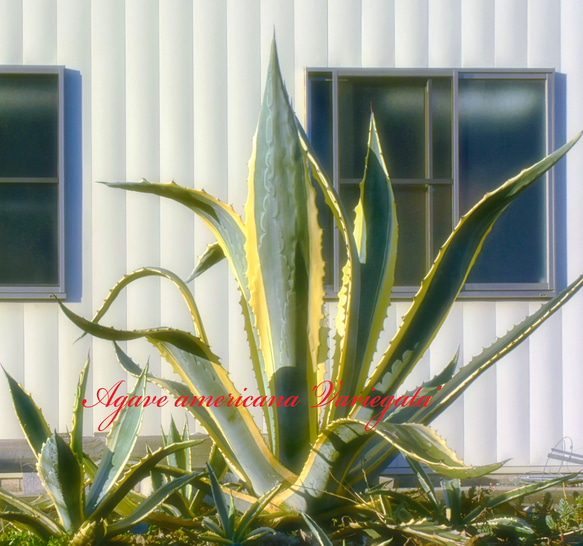 送料無料⭕️アガベ アメリカーナ バリエガータ① 大きめ❣️ 耐寒性