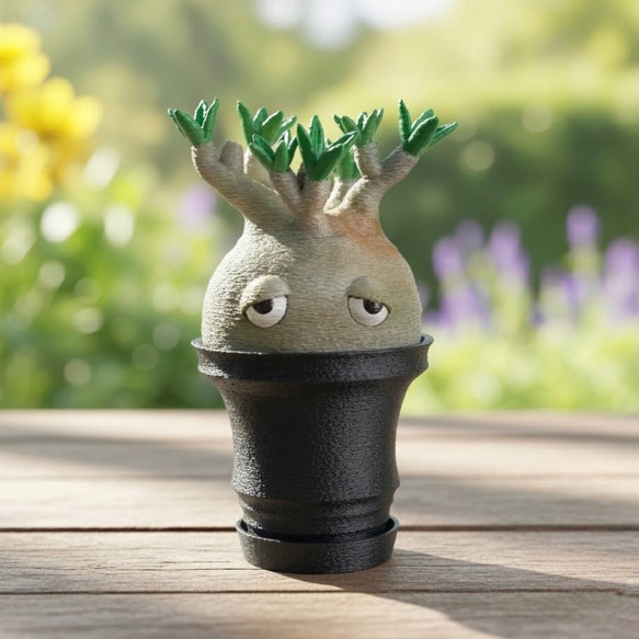 激かわ】パキポン 黒鉢 パキポディウムグラキリス オブジェ 塊根