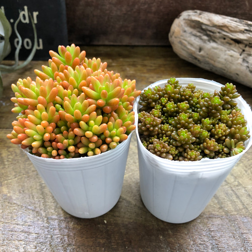 2個セット♡モリモリ♡レッドベリー♡虹の玉♡多肉植物♡セダム