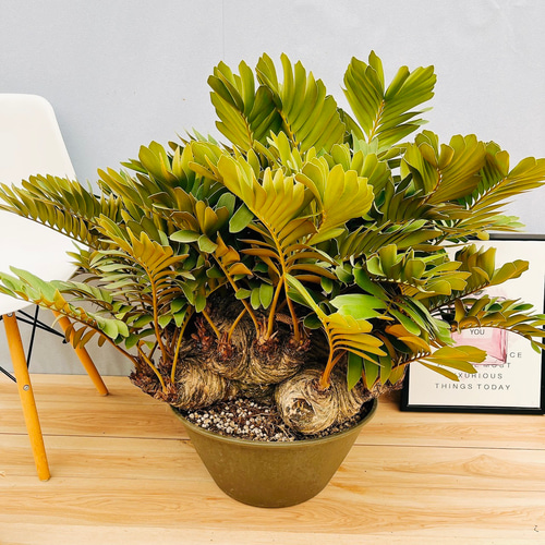 現品］大迫力！ ザミア メキシコソテツ 観葉植物 大型 室内