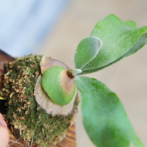 P.willinckii 'Celso Tatsuta】子株 セルソ タツタ No.802 その他