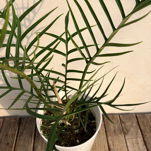 フィロデンドロン＊トータム＊鉢カバー付き＊人気＊観葉植物 アート