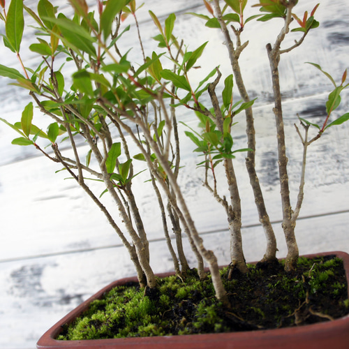 盆栽 『ザクロ』 和風 インテリア 花 苔 実 園芸 ガーデニング 観葉