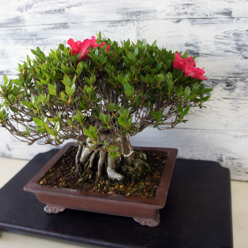 盆栽 『サツキ（珍山）』 花 和風 インテリア 園芸 ガーデニング